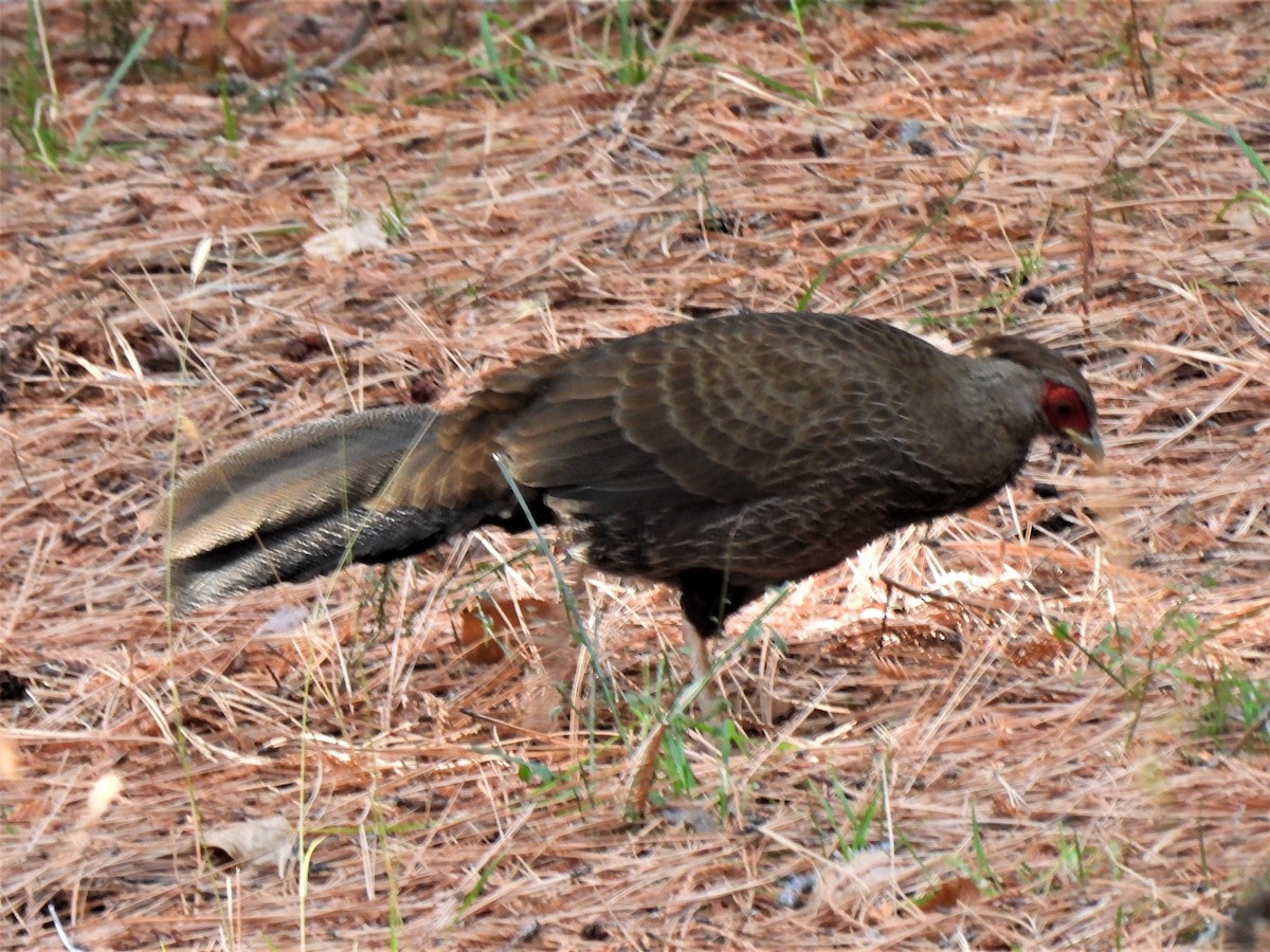 Silver Pheasant - ML573667361