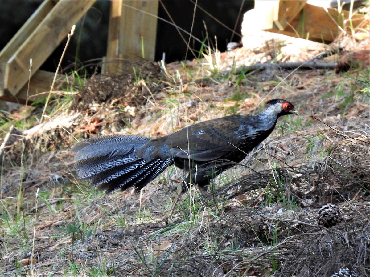 Silver Pheasant - ML573667751