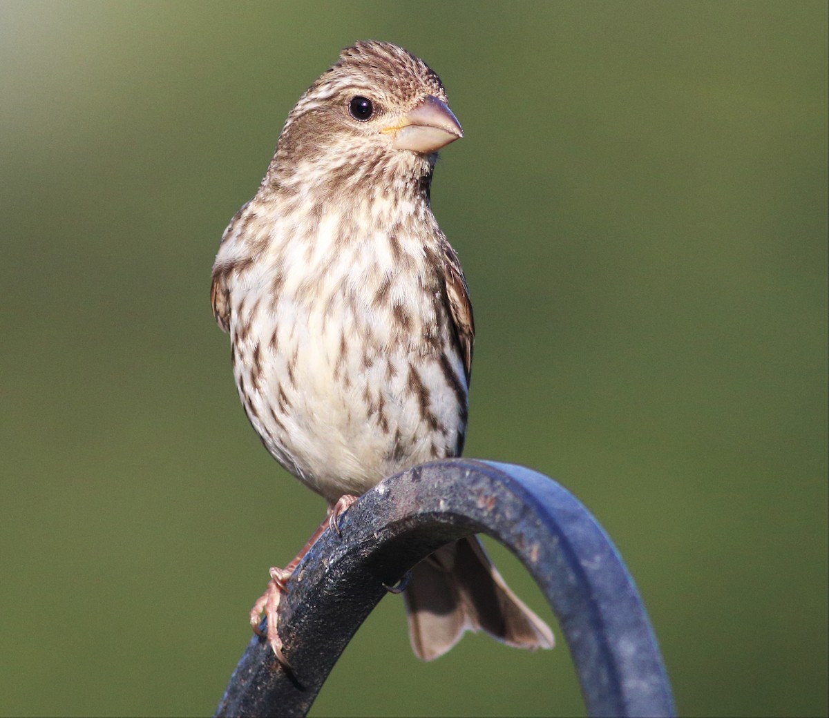Purple Finch (Western) - Paul Fenwick