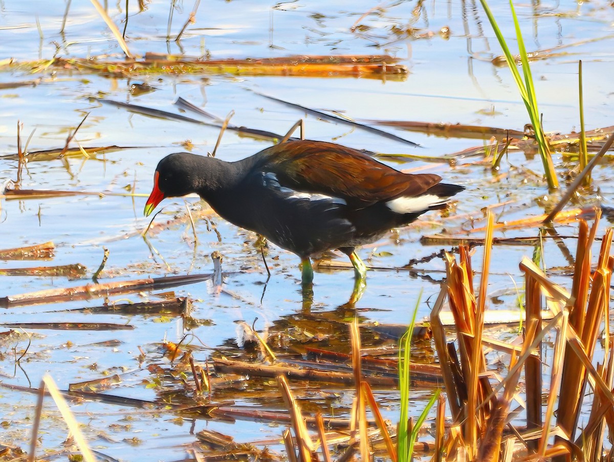 Common Gallinule - Eric Patry