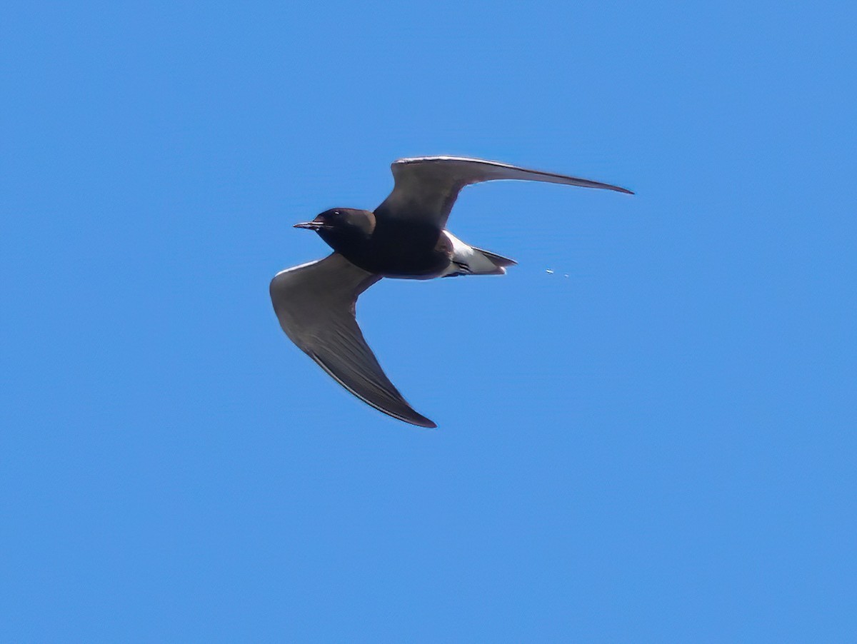 Black Tern - ML573668451