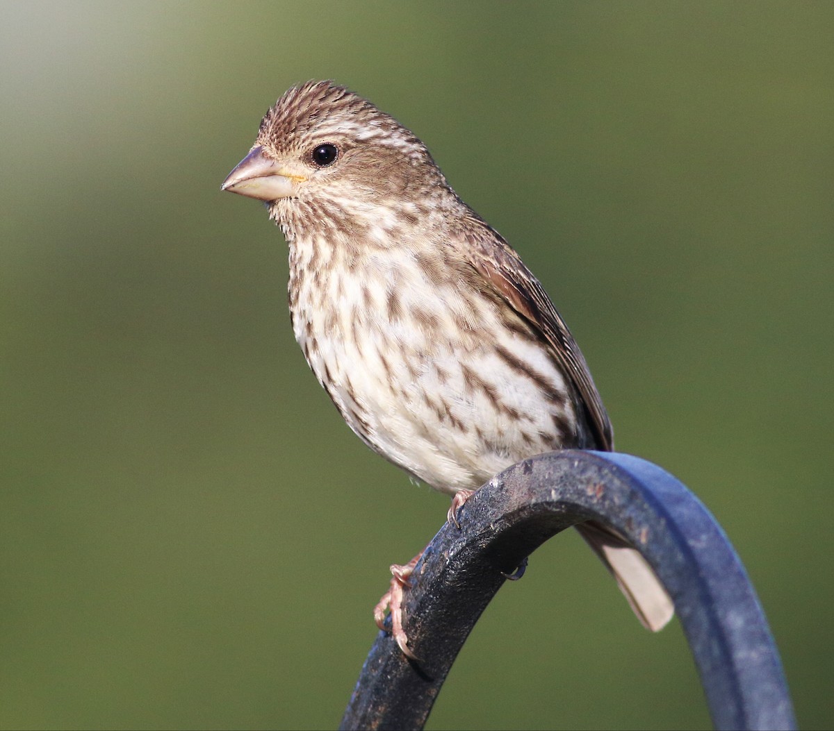 Purple Finch (Western) - Paul Fenwick