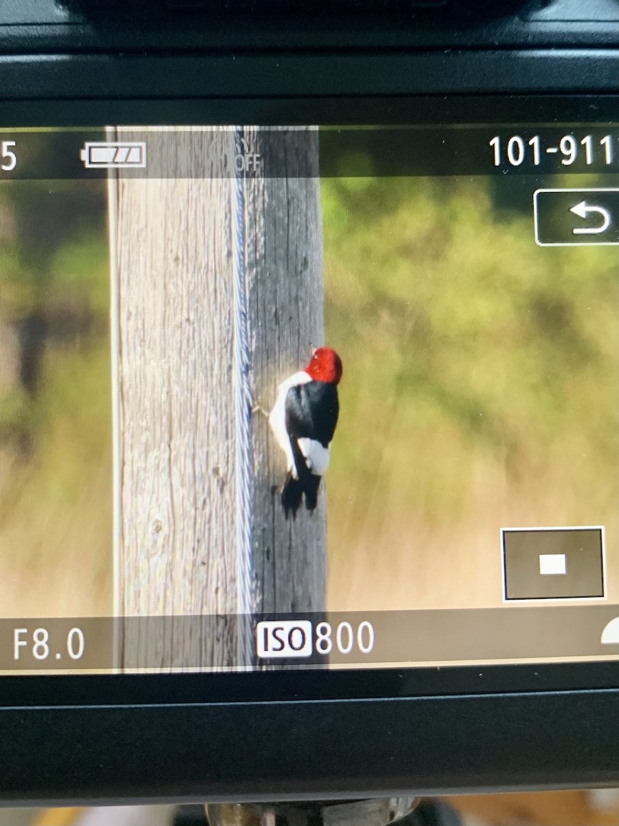 Red-headed Woodpecker - ML573669061
