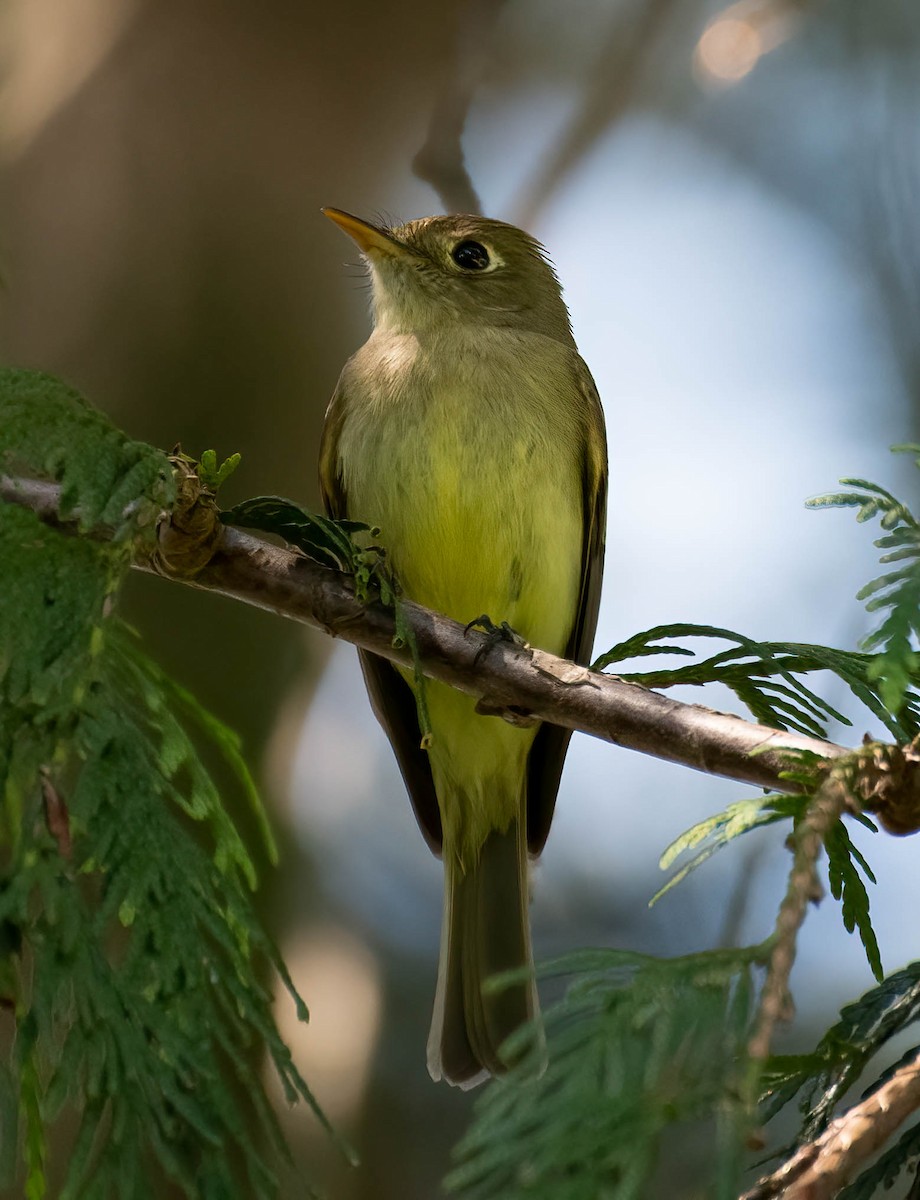 Western Flycatcher (Pacific-slope) - ML573669171