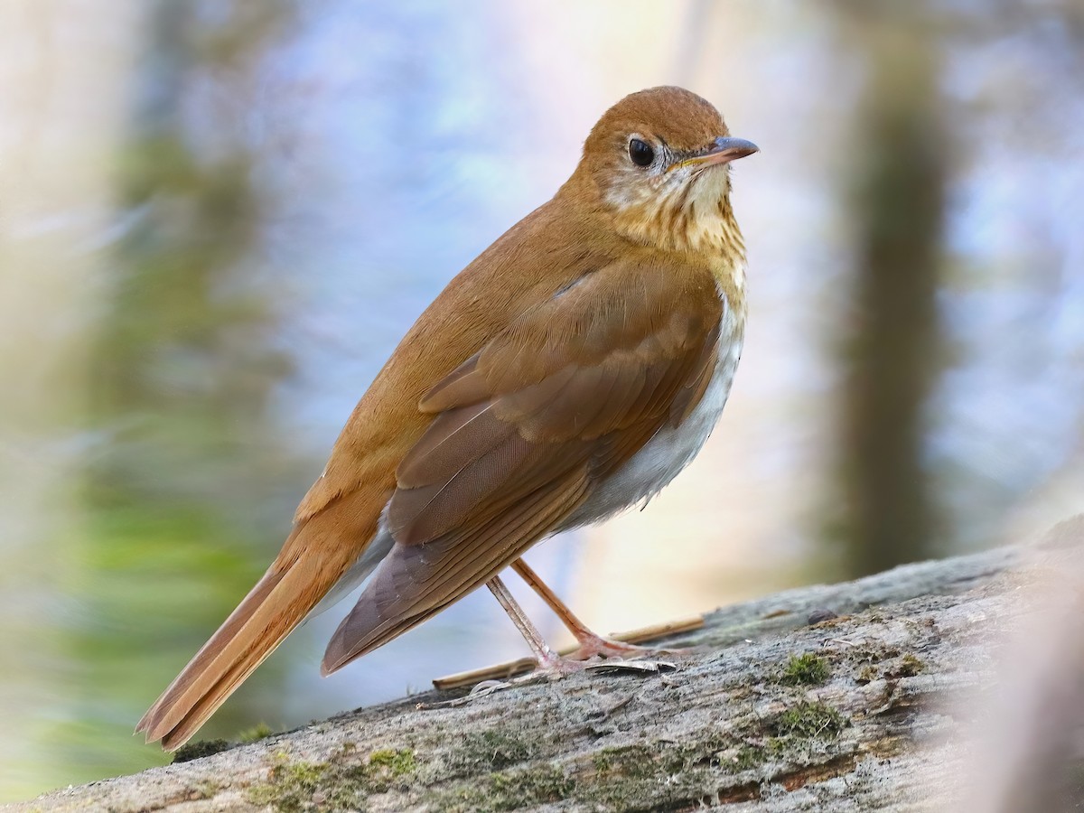 Veery - Eric Patry