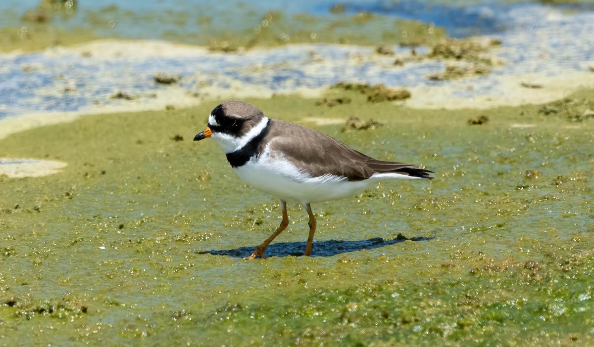 Semipalmated Plover - ML573669581