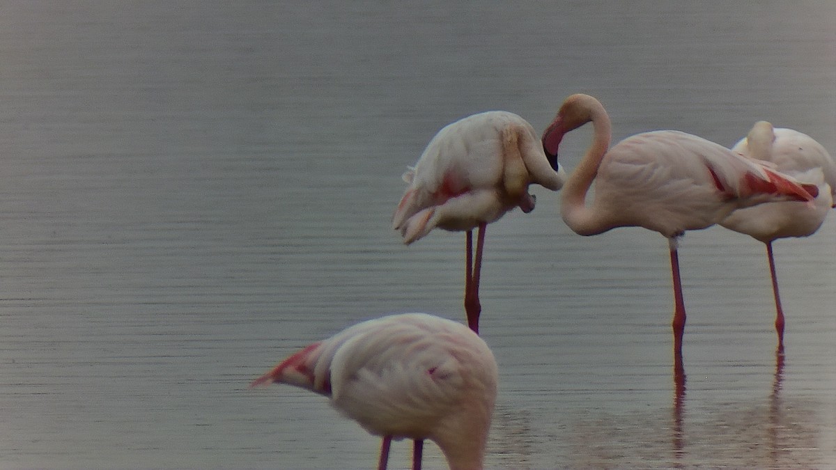 Greater Flamingo - Germán Ortega