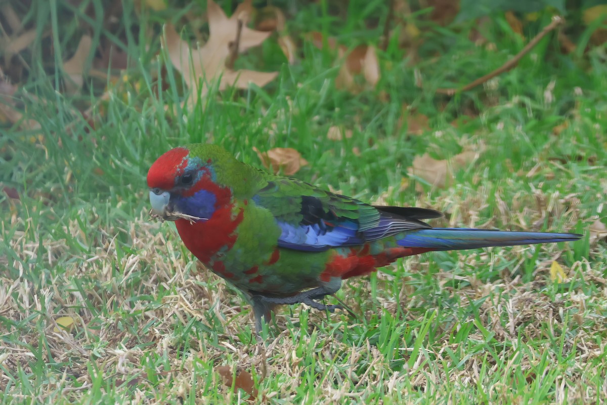 Crimson Rosella - ML573669931