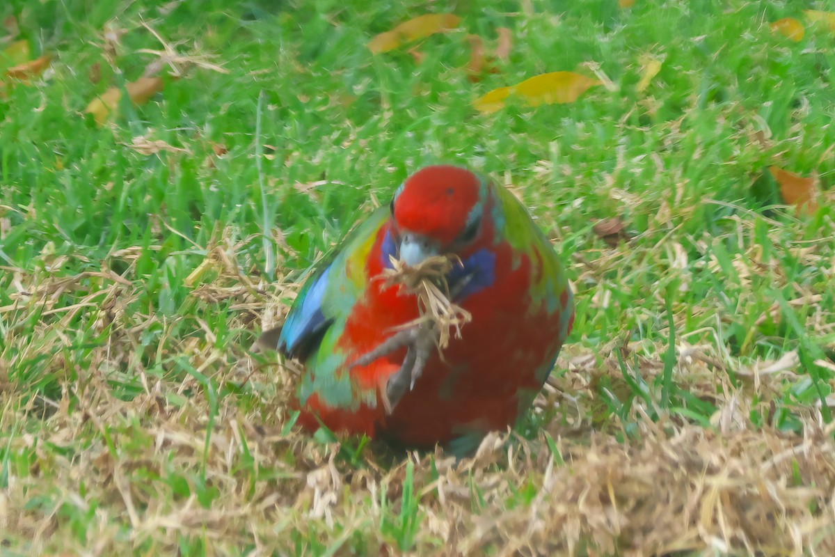 Crimson Rosella - ML573669941