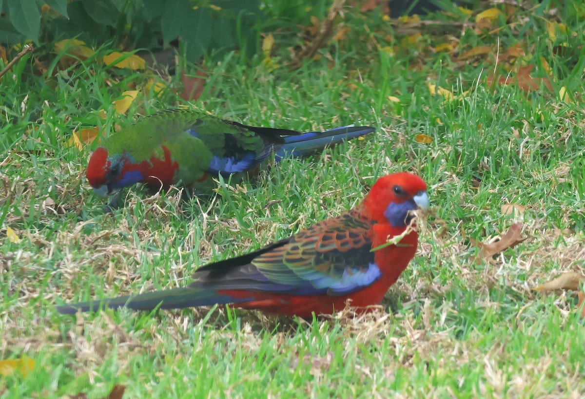 Crimson Rosella - ML573669951