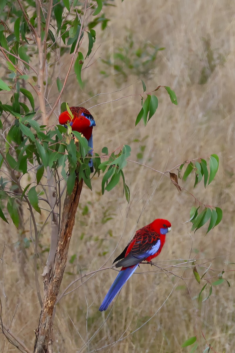 Crimson Rosella - ML573670291