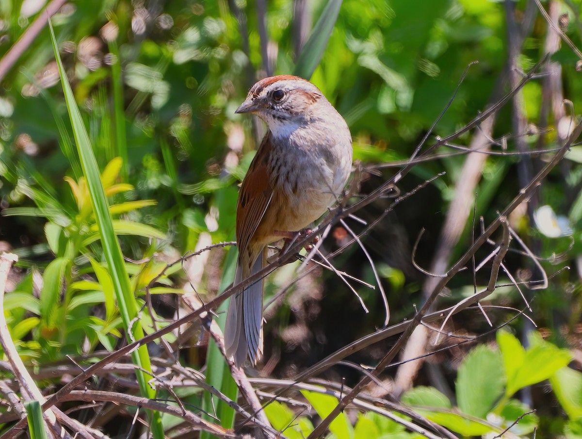 Swamp Sparrow - ML573670701
