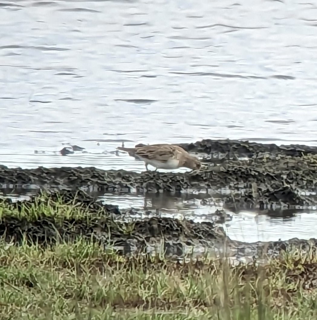 Temminck's Stint - ML573671261