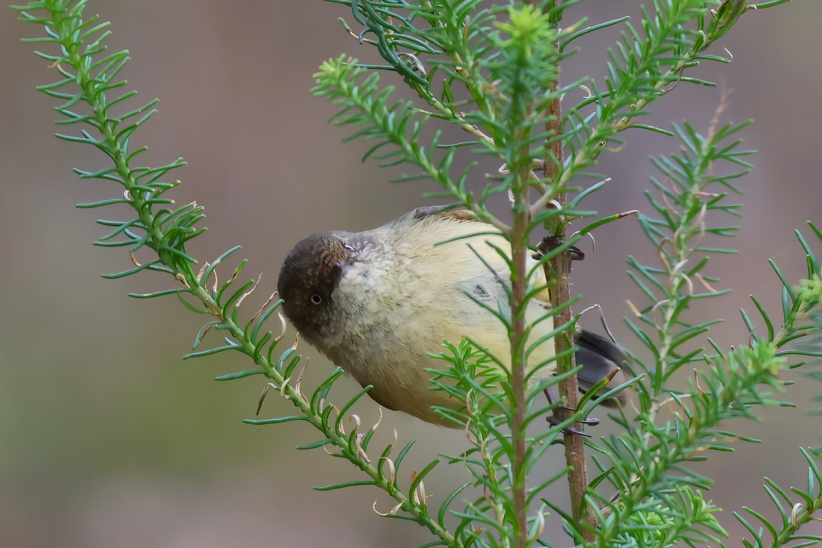 Buff-rumped Thornbill - Heather Williams