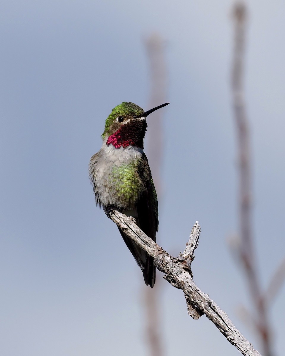 Broad-tailed Hummingbird - ML573672541