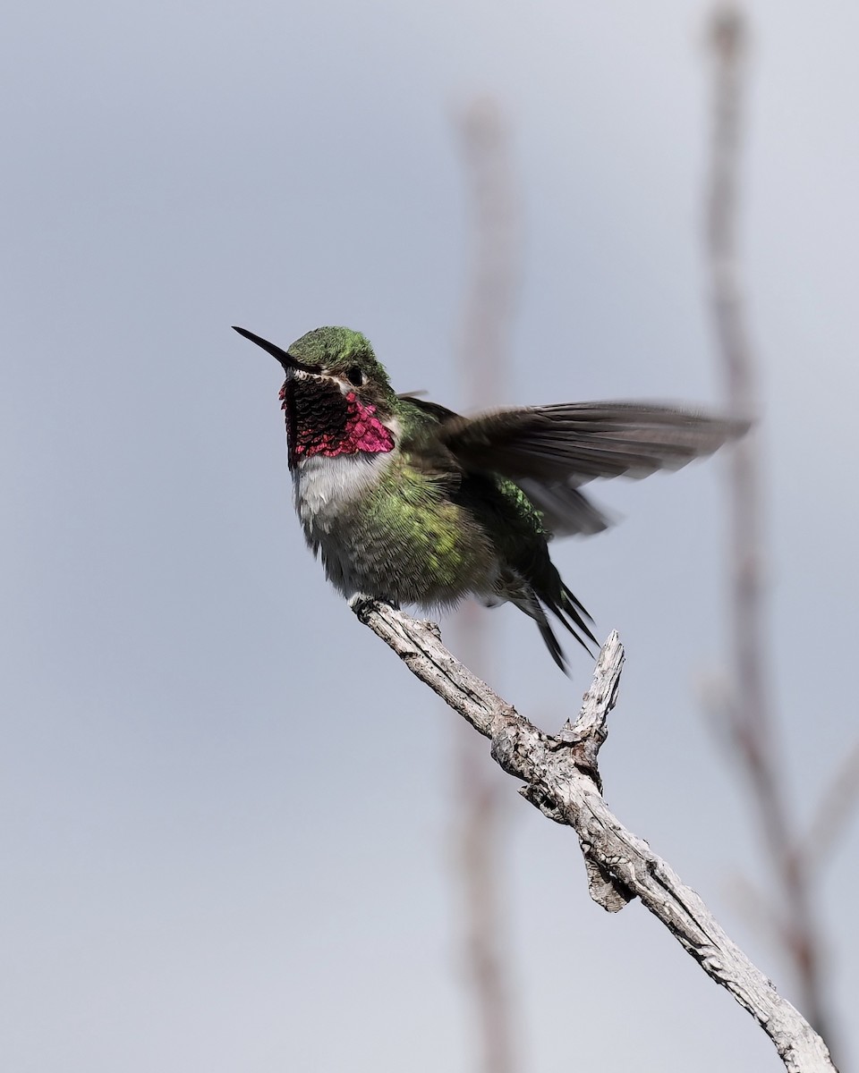 Broad-tailed Hummingbird - ML573672551