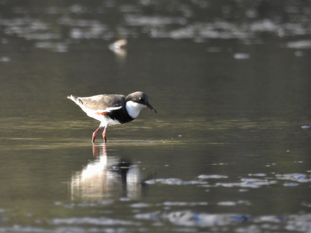 Red-kneed Dotterel - ML573673951