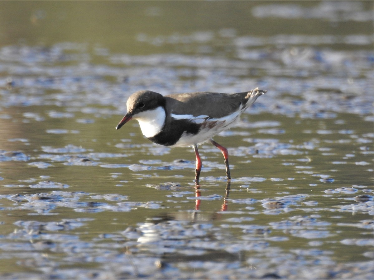 Red-kneed Dotterel - ML573673961