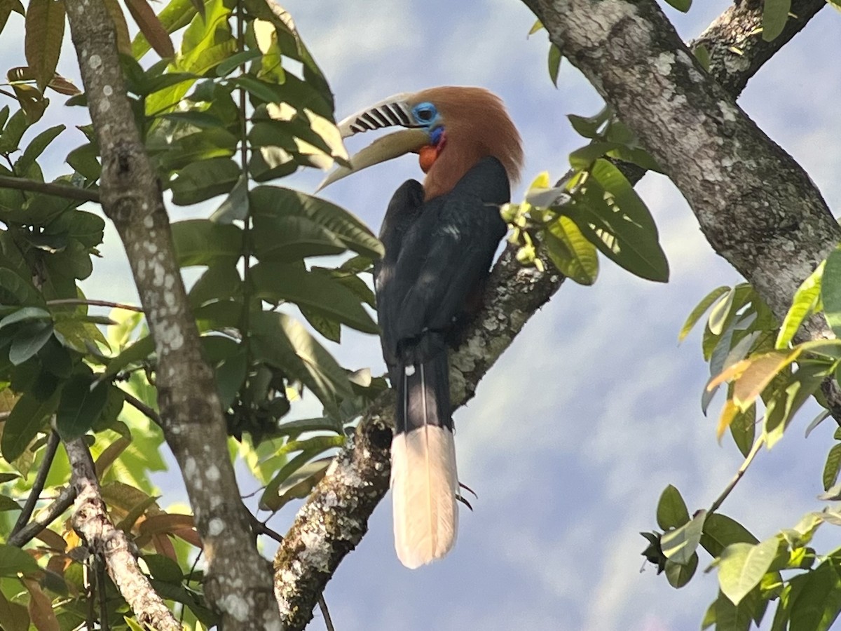 Rufous-necked Hornbill - Yvette MacDonald