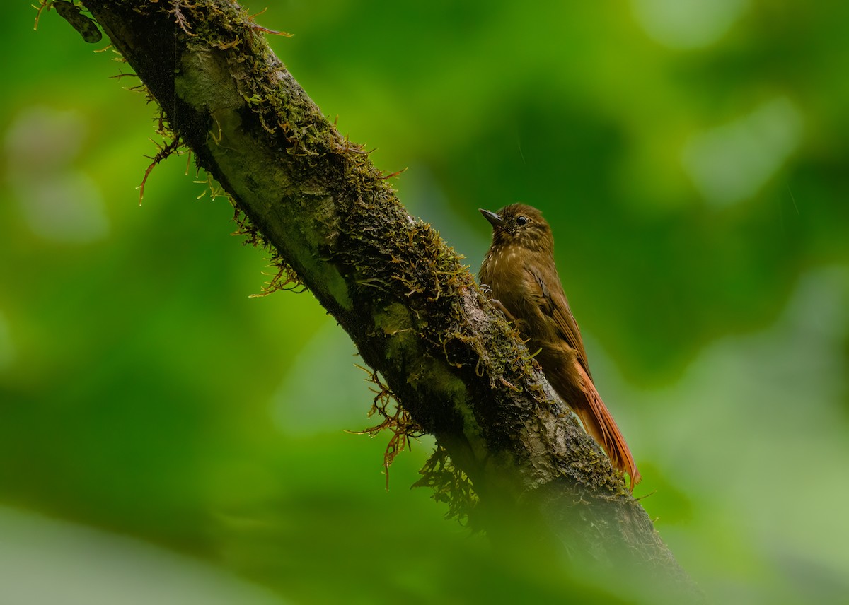 Wedge-billed Woodcreeper - ML573675531