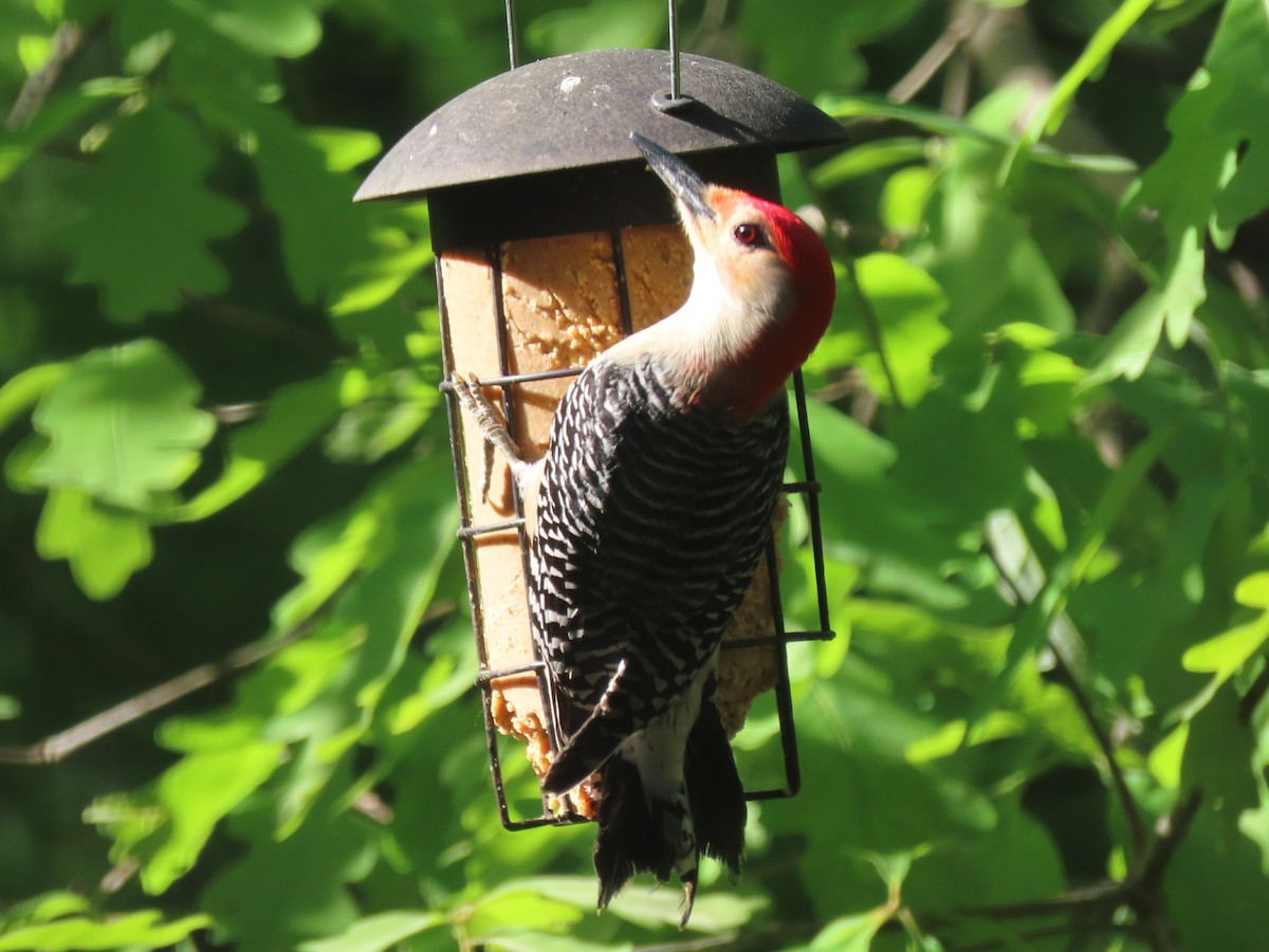 Red-bellied Woodpecker - Laurie Koepke