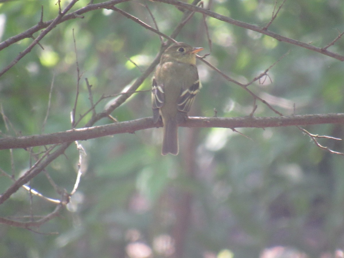 Yellow-bellied Flycatcher - ML573679101