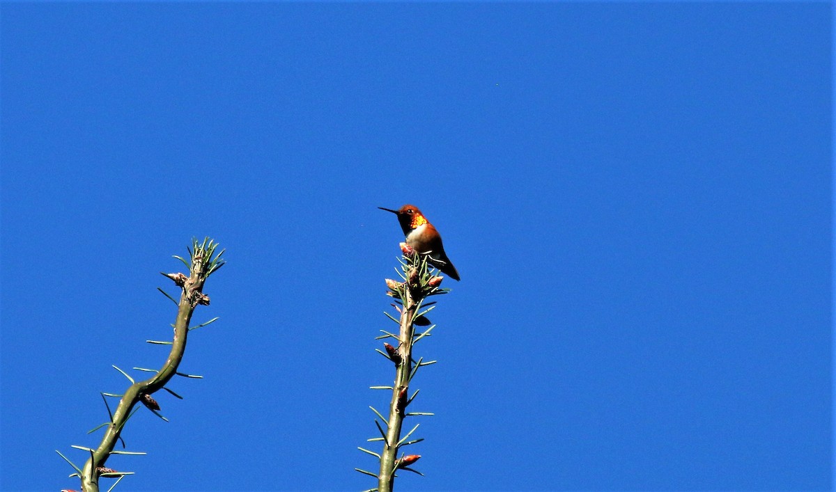 Rufous Hummingbird - ML573679481