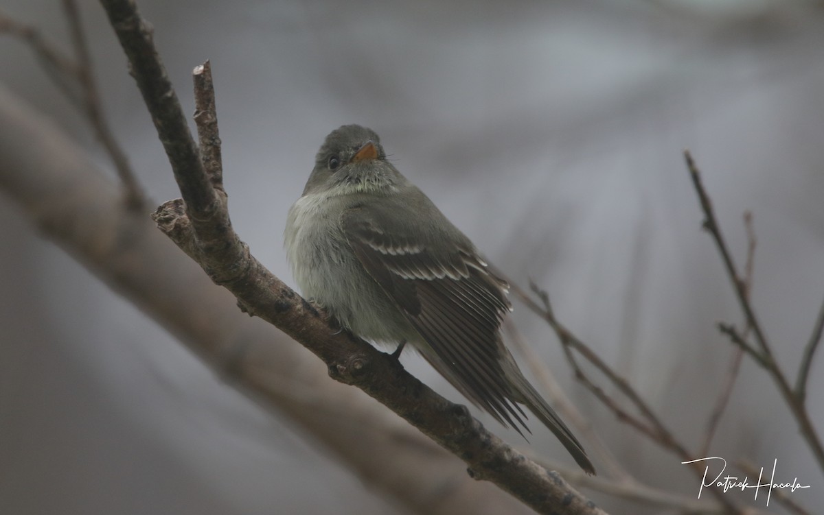 Eastern Wood-Pewee - ML573680021