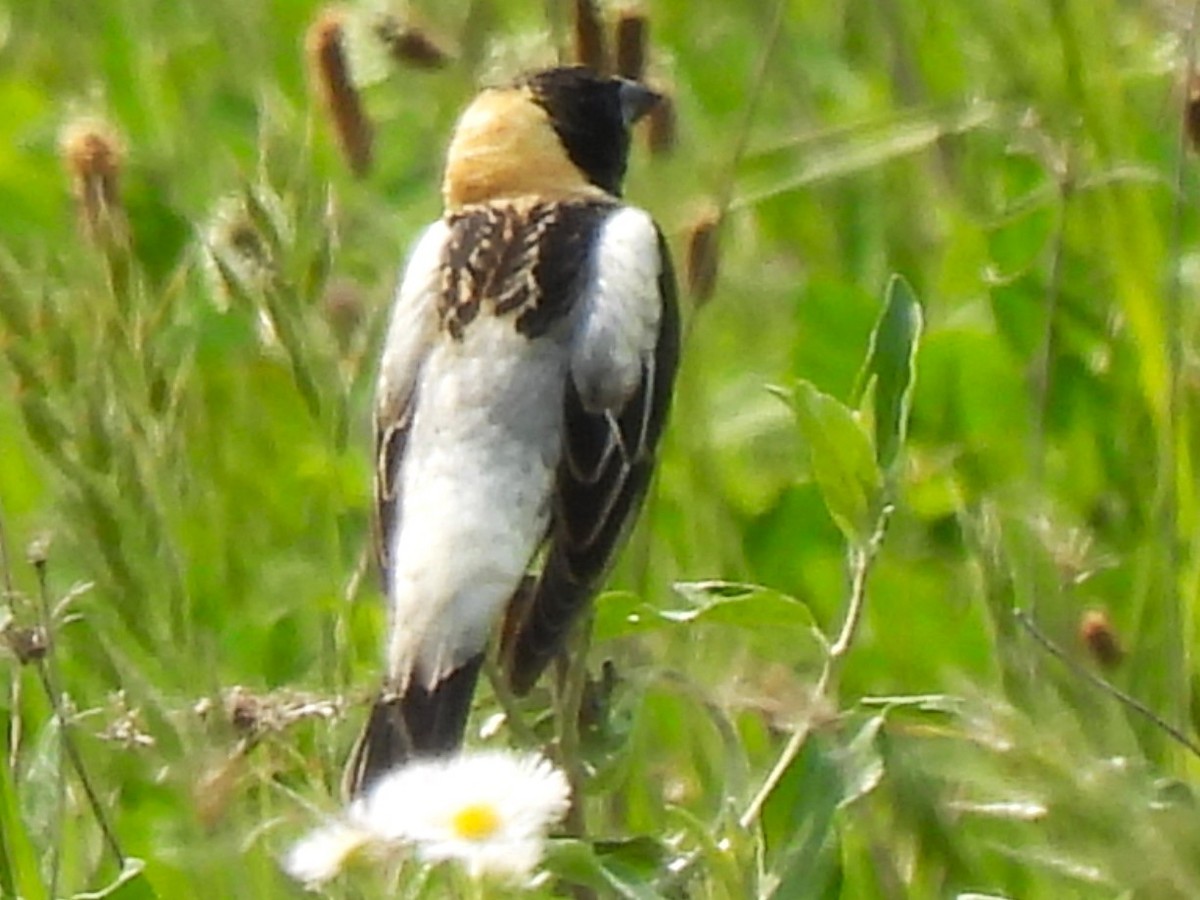 Bobolink - ML573680111