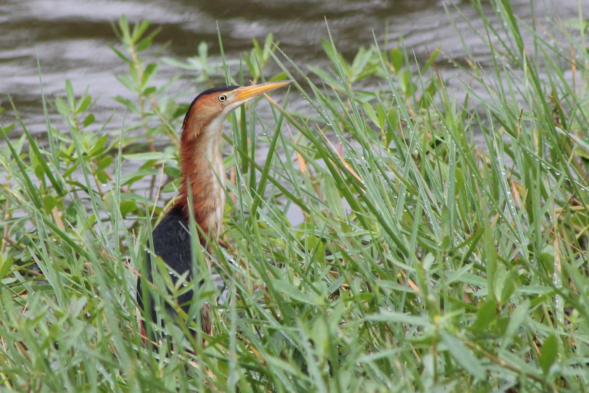 Least Bittern - Corey Lange