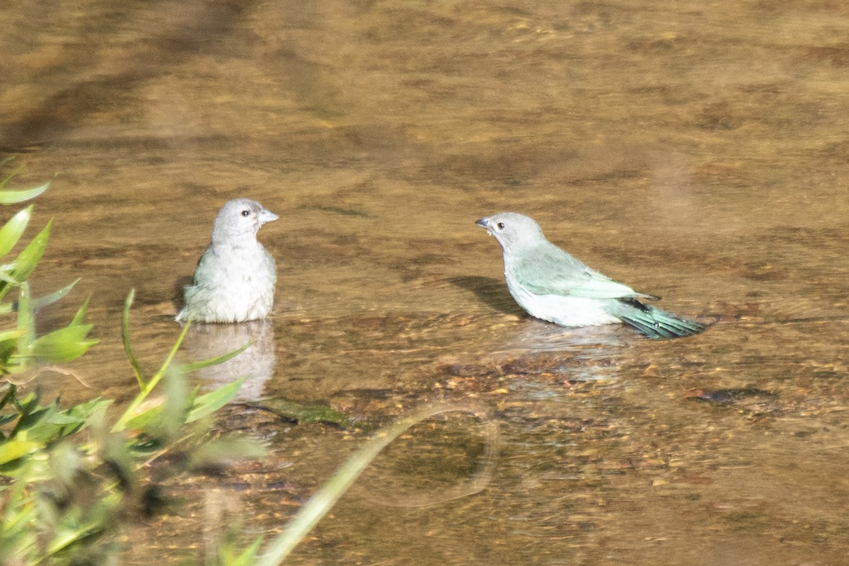 Sayaca Tanager - ML573682531