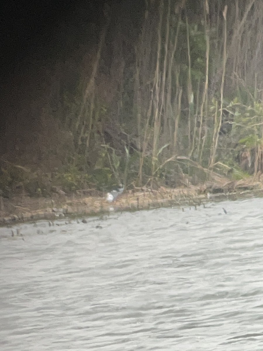 Black-necked Stilt - Todd Ward