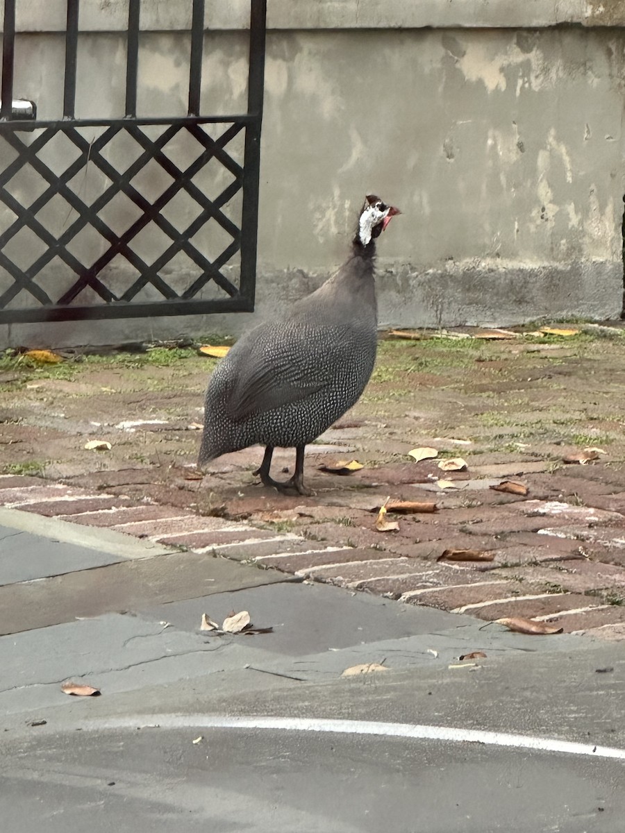 Helmeted Guineafowl - ML573684871