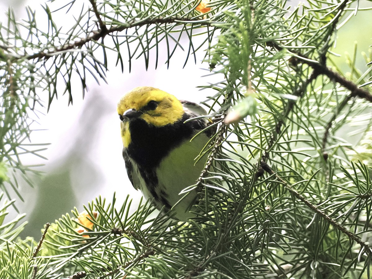 Black-throated Green Warbler - ML573685291