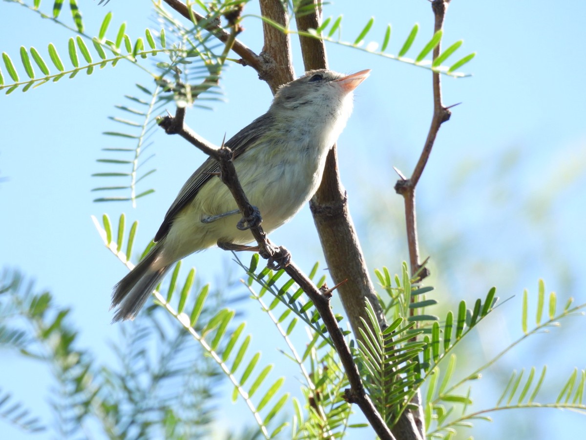 Bell's Vireo - ML573687201