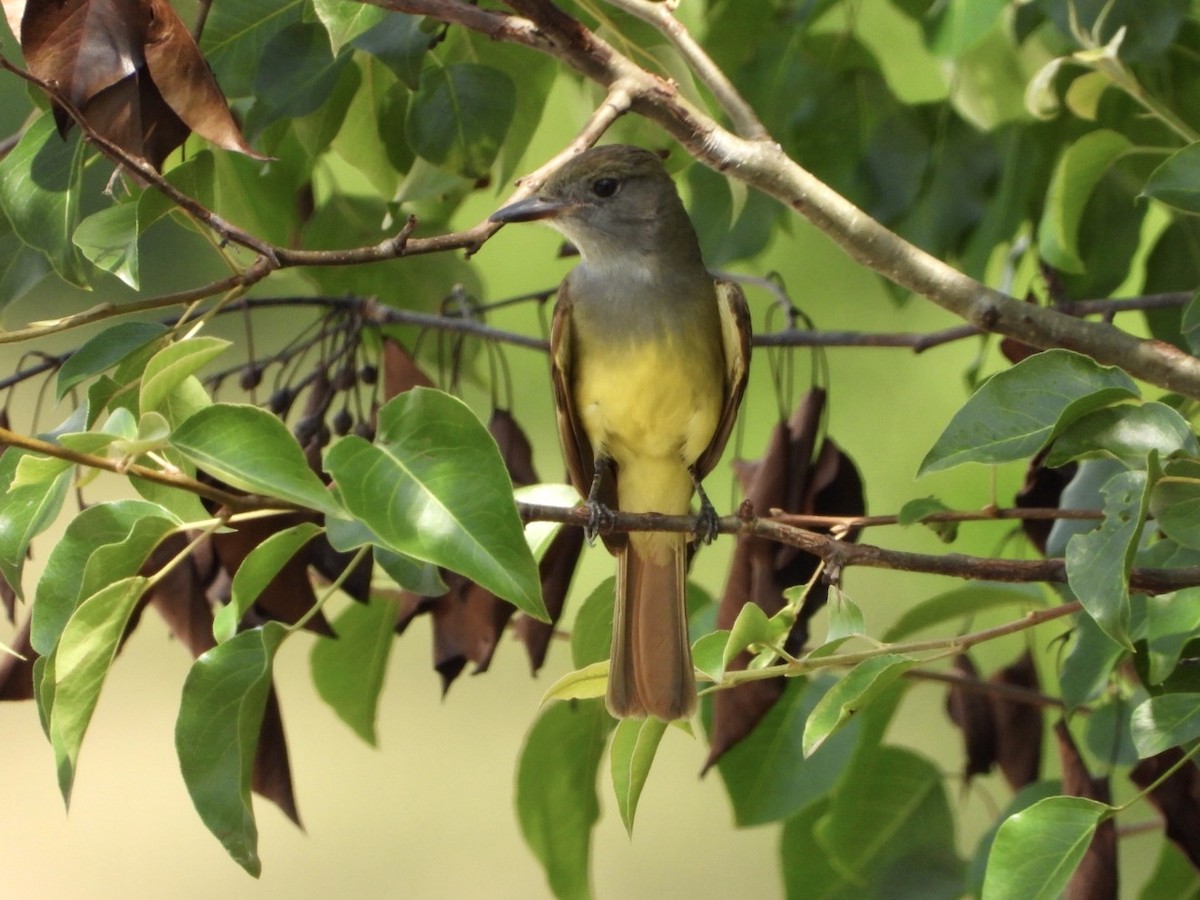 Great Crested Flycatcher - ML573687611