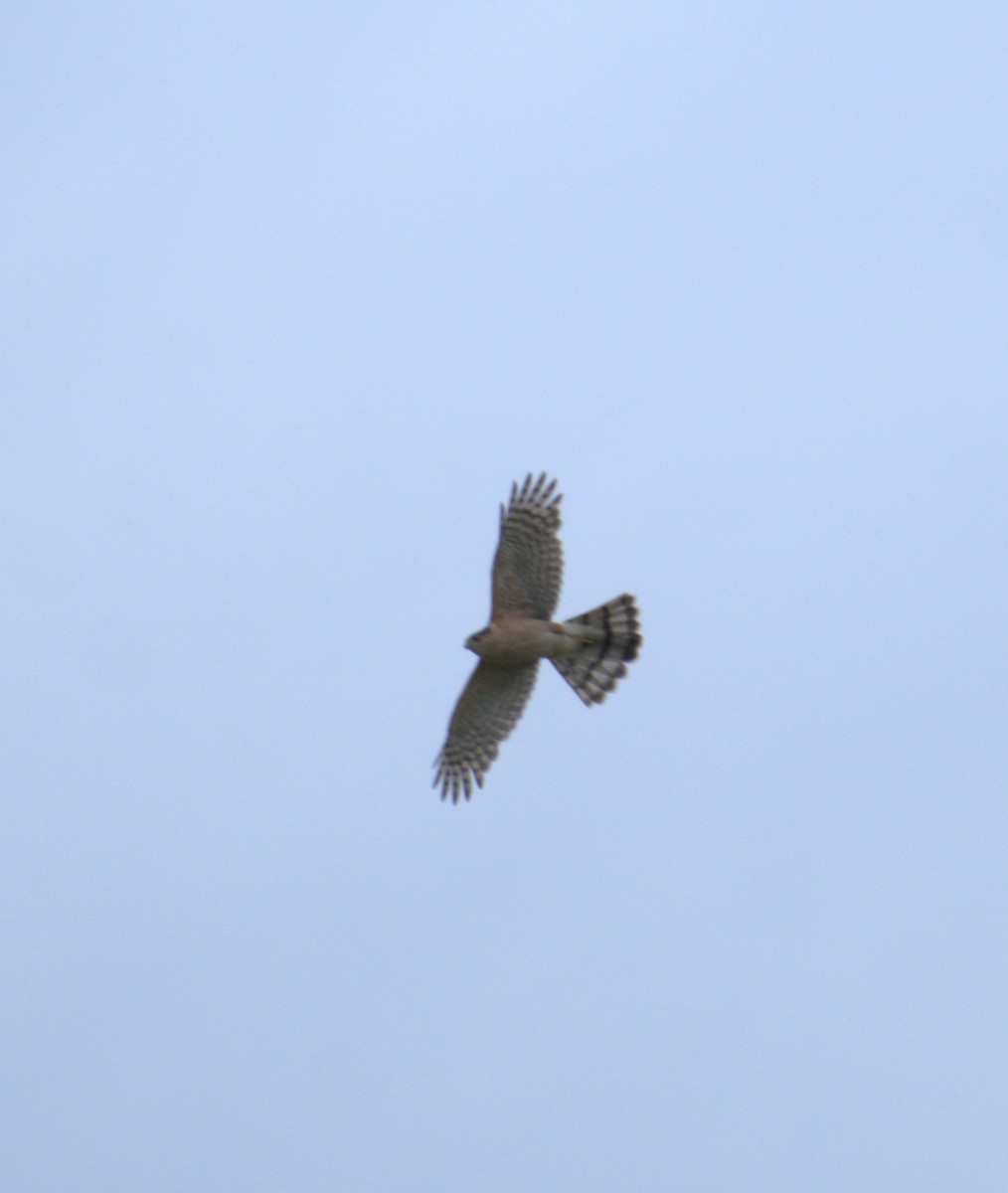 Sharp-shinned Hawk - ML573687731