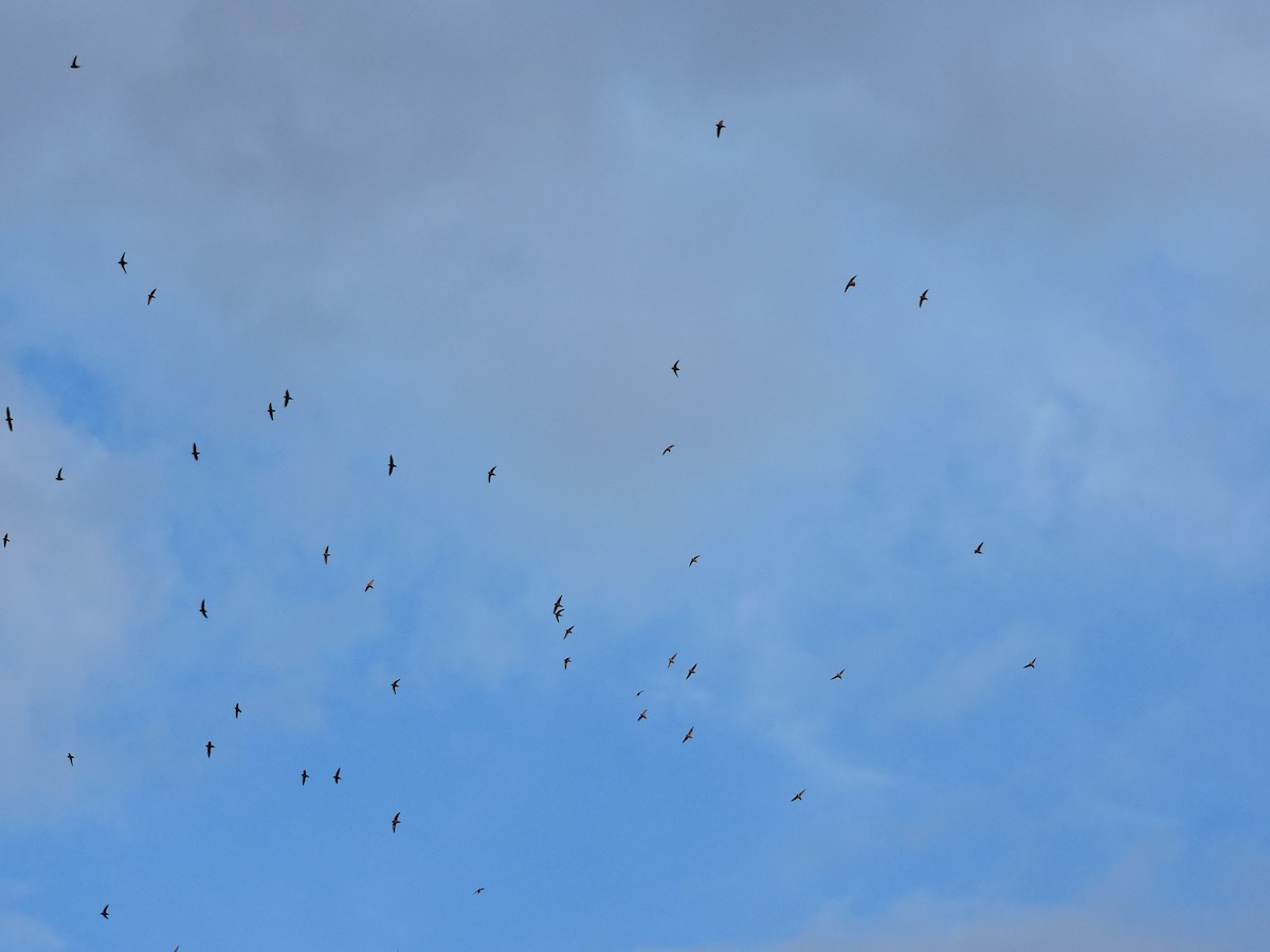 Vaux's Swift - ML573688181