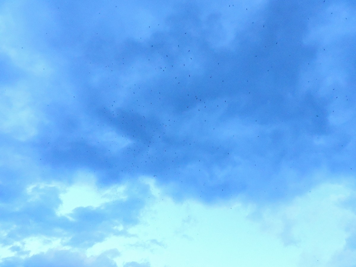 Vaux's Swift - ML573688191