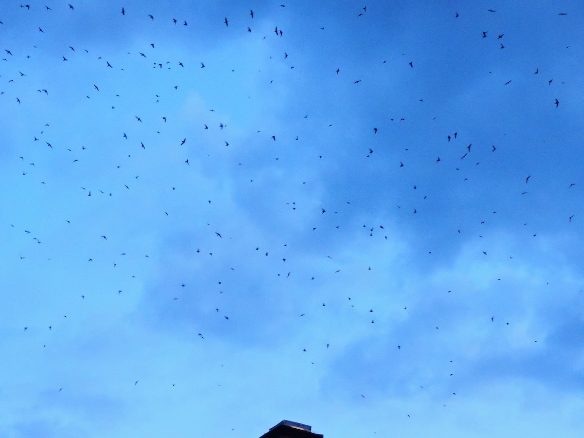 Vaux's Swift - ML573688201