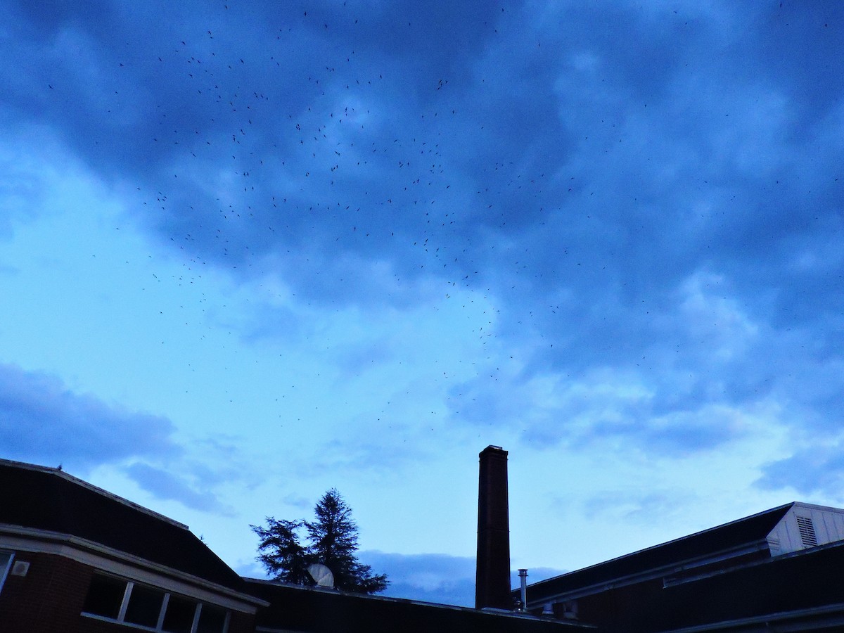 Vaux's Swift - ML573688211