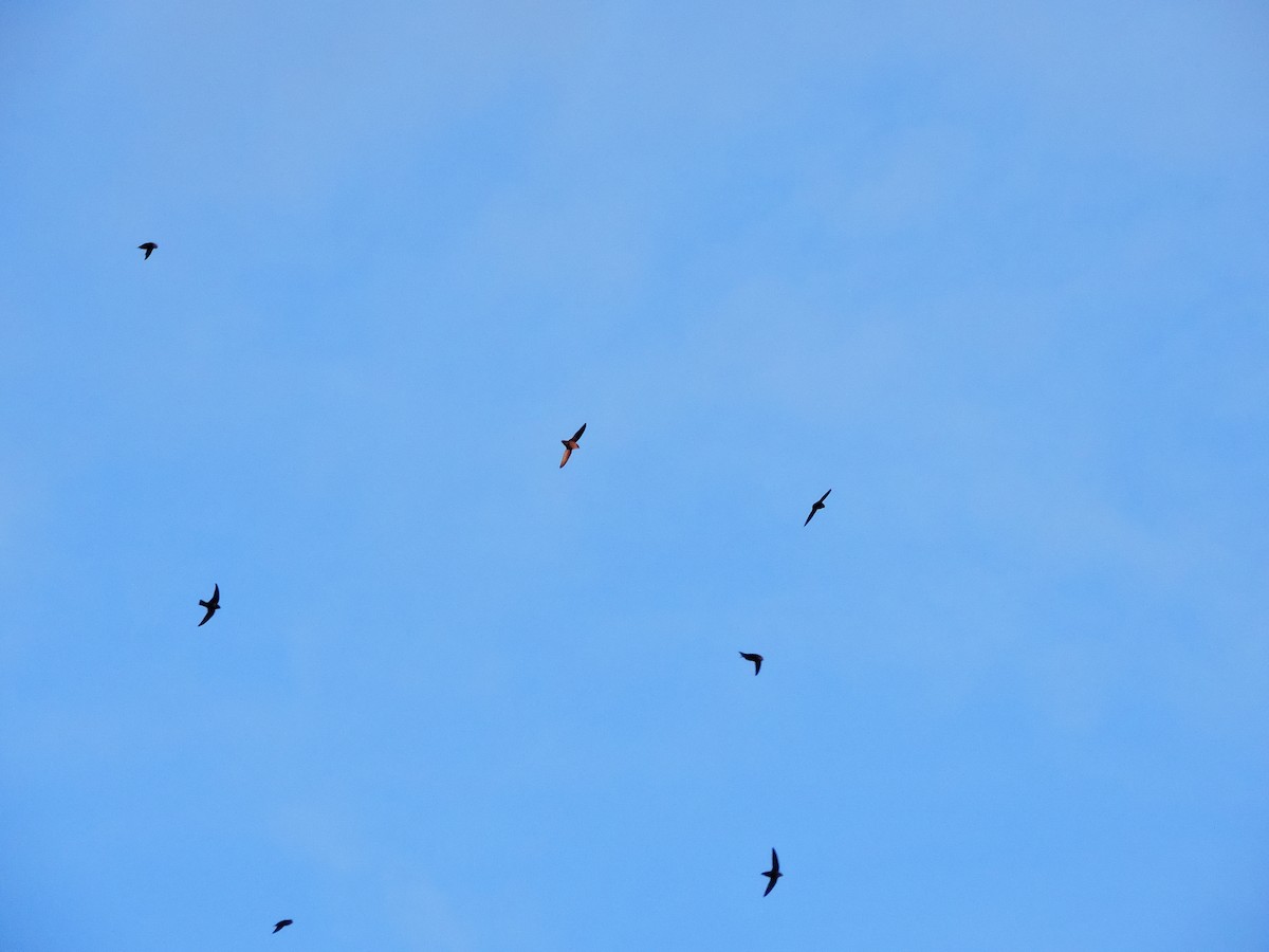 Vaux's Swift - ML573688231