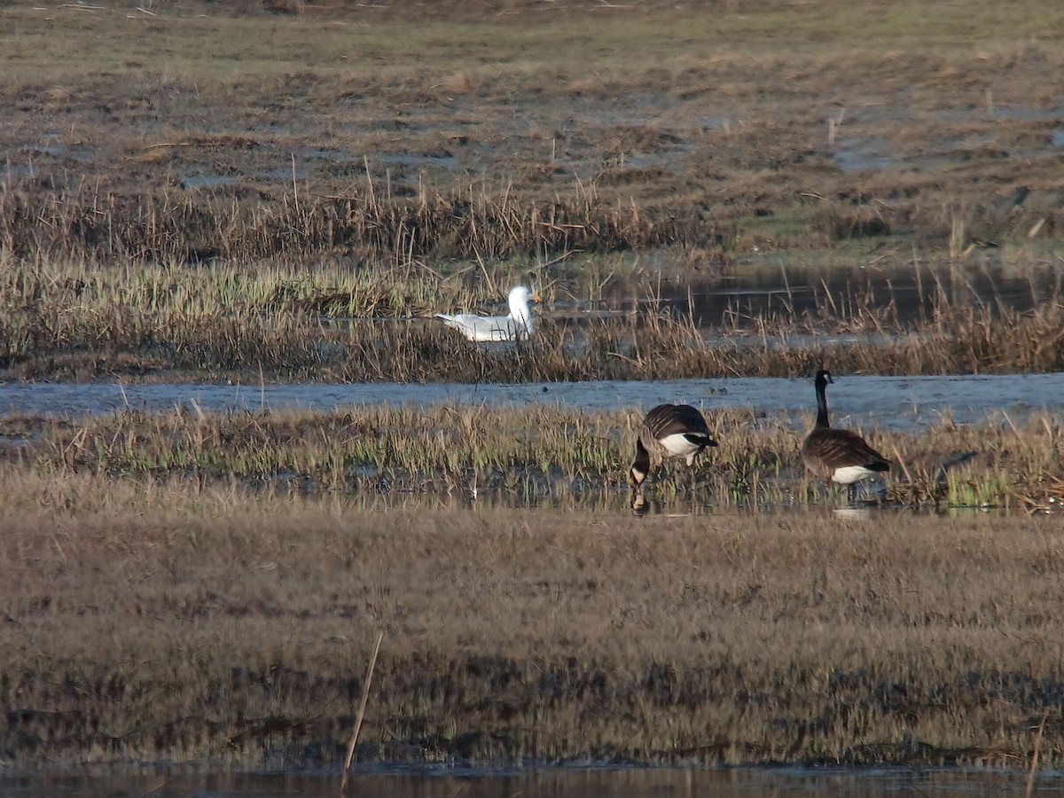 Glaucous Gull - ML573688451