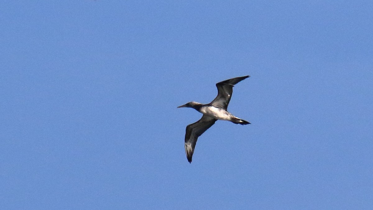 Northern Gannet - George Nassiopoulos