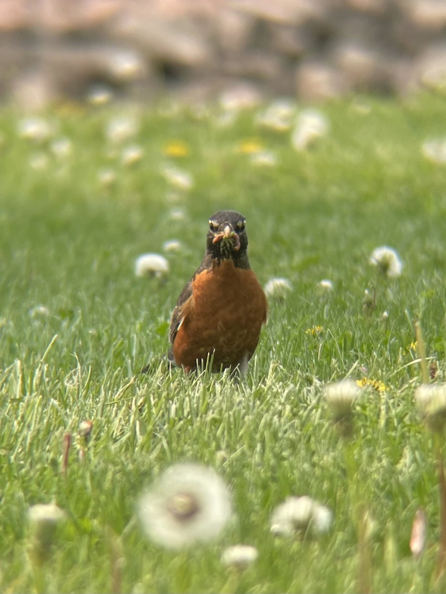 American Robin - ML573690231