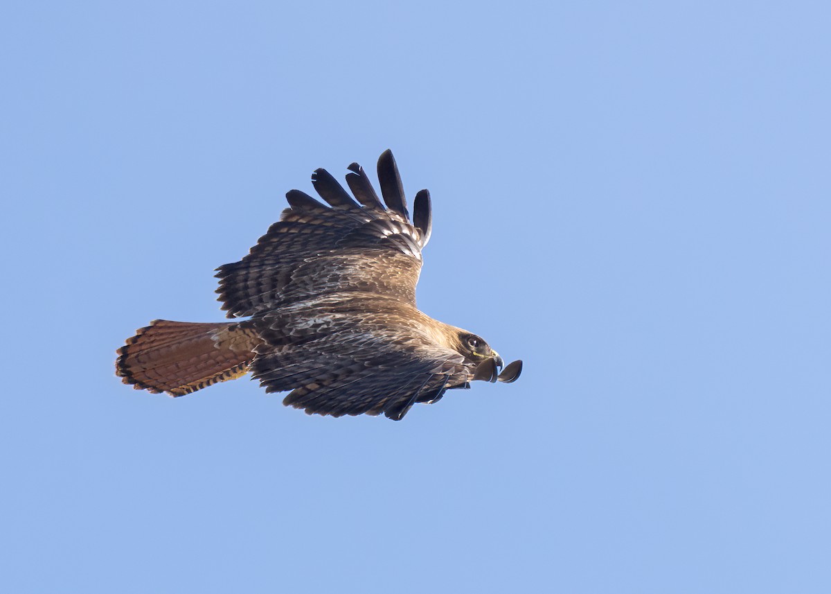 Red-tailed Hawk - ML573690611