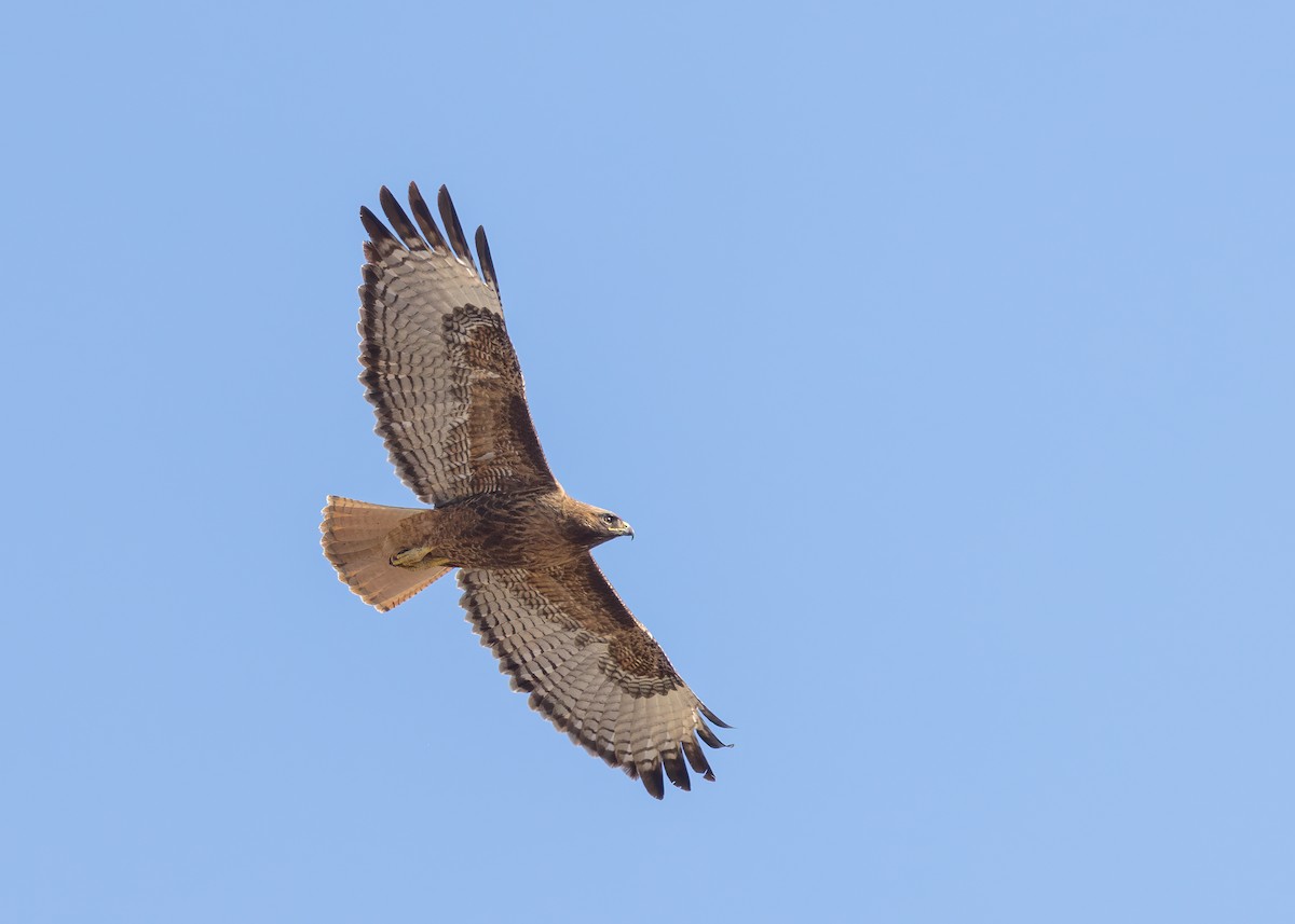 Red-tailed Hawk - ML573690821