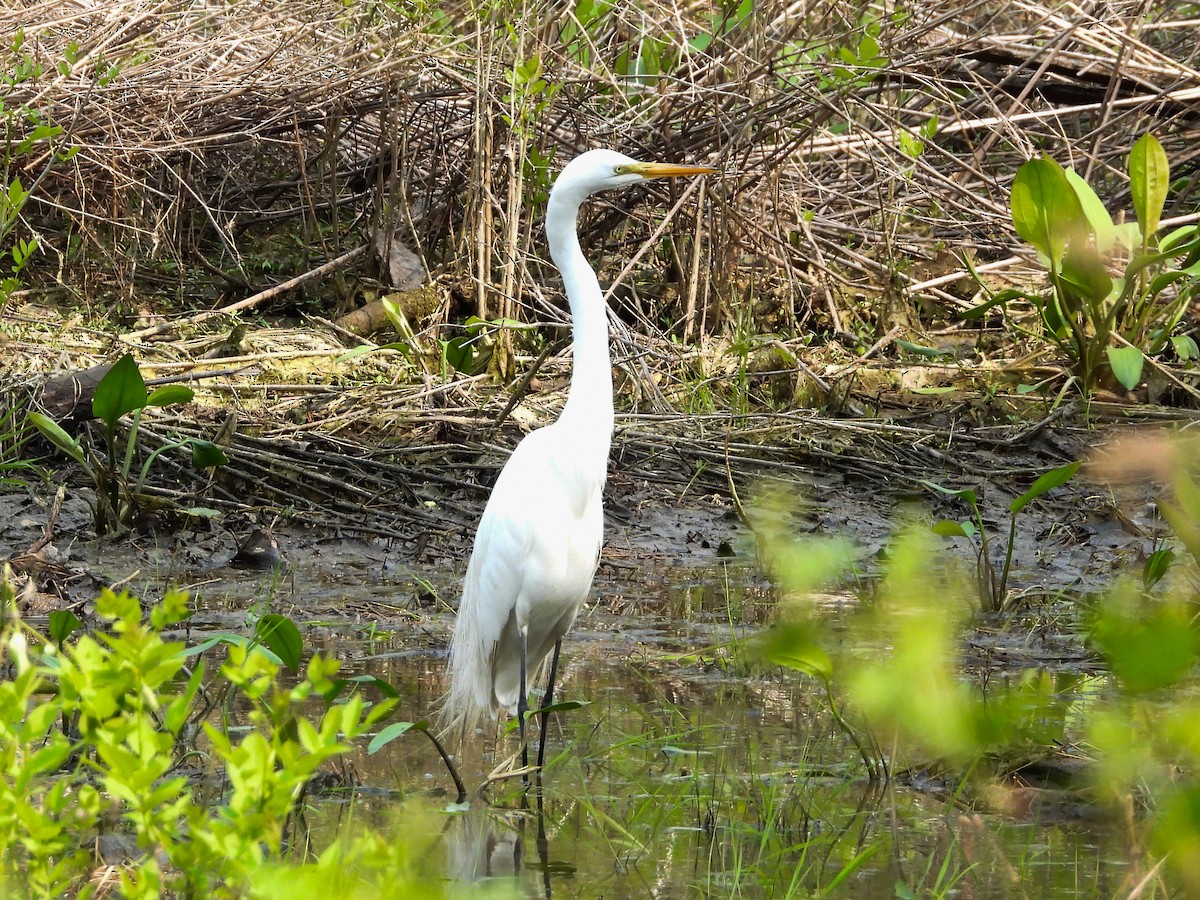 Great Egret - ML573690861