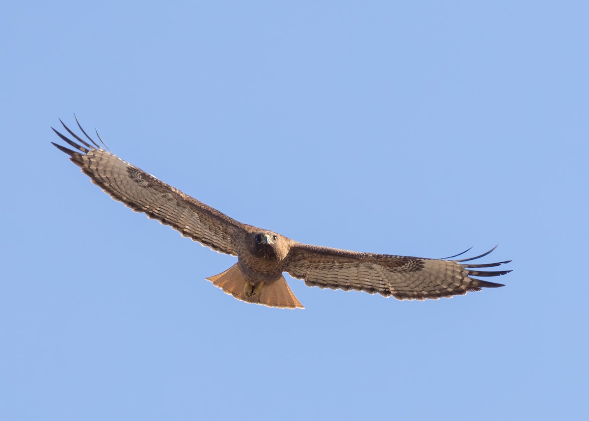 Red-tailed Hawk - ML573691231