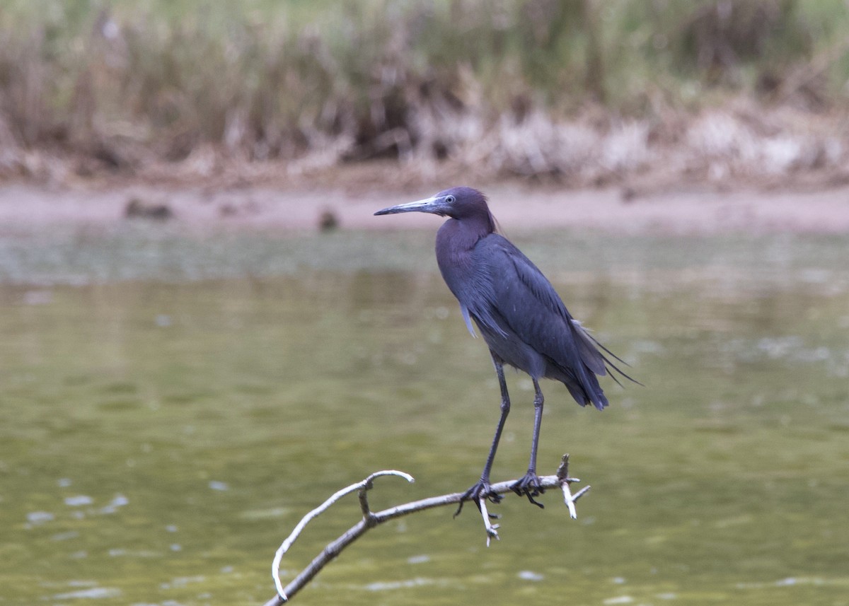 Little Blue Heron - ML573691861